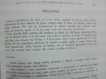 Figura 3 – Il ‘mellone’ di Brindisi. Fonte: Pantanelli (1955).